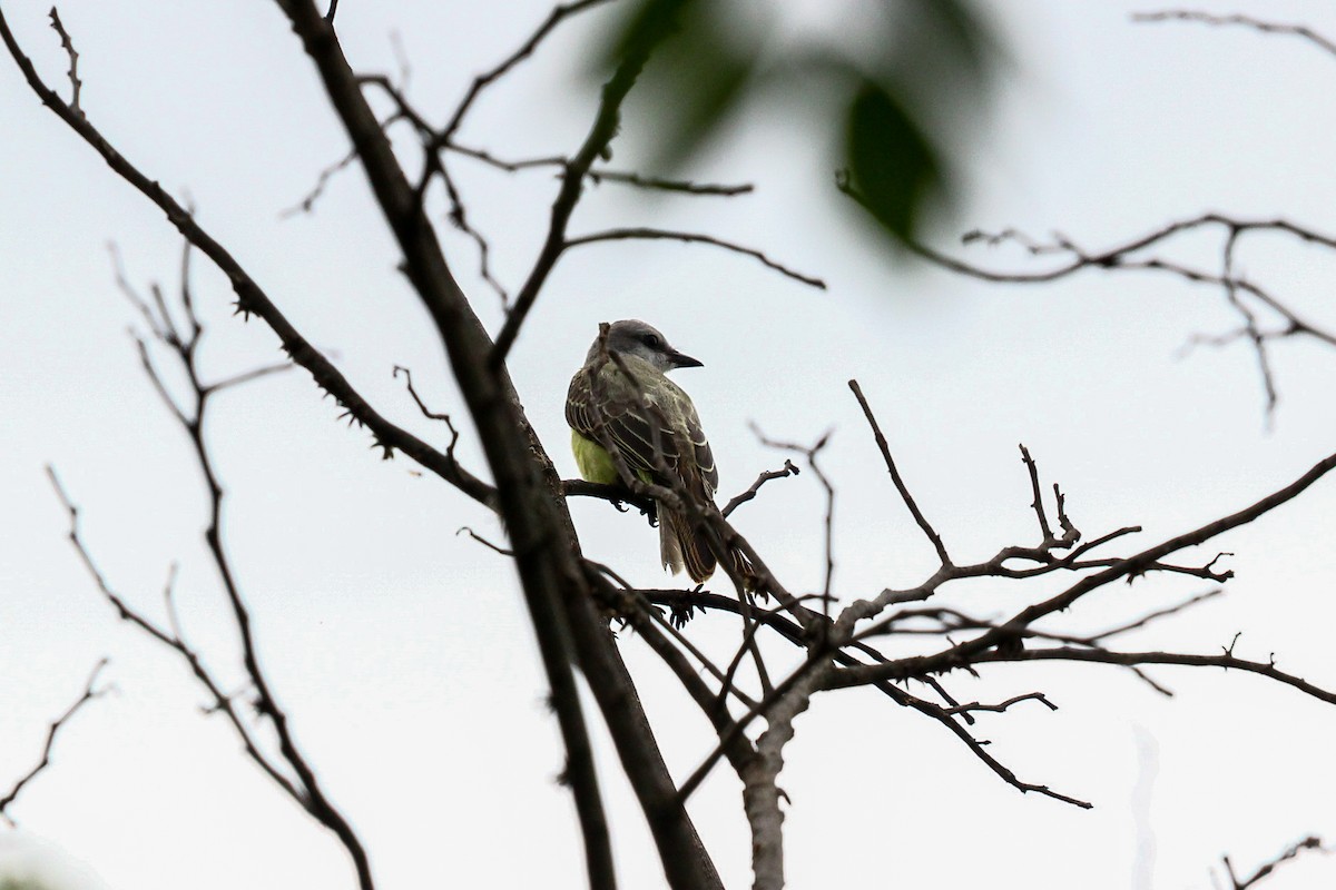 mayakongetyrann - ML639717937