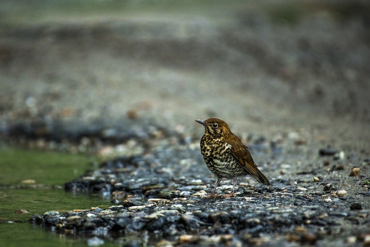 Alpine Thrush - ML639717942