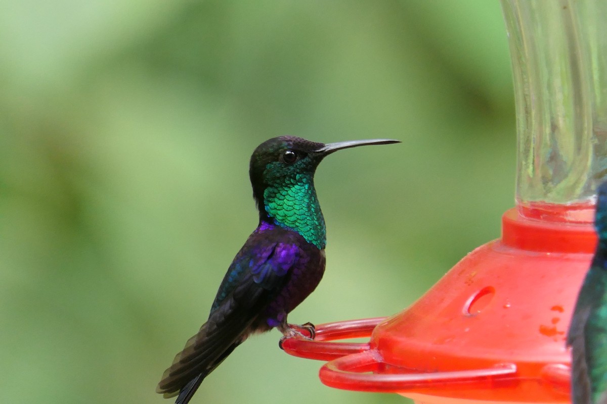 Dryade couronnée (venusta/townsendi) - ML639717957