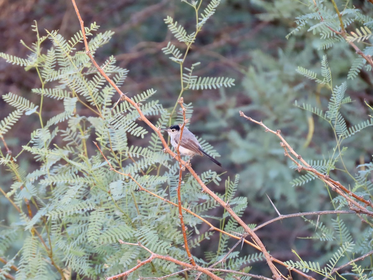 Black-tailed Gnatcatcher - ML639718000