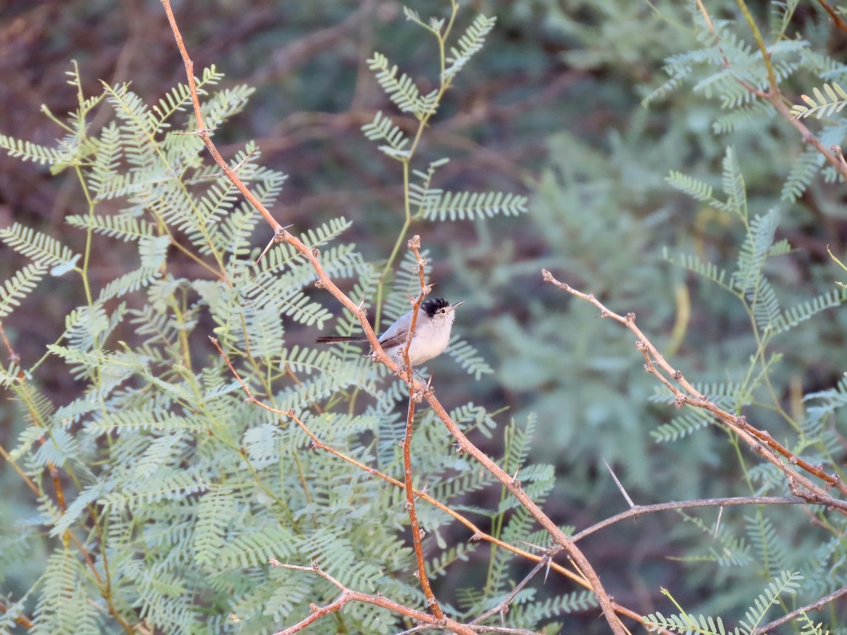 Black-tailed Gnatcatcher - ML639718001