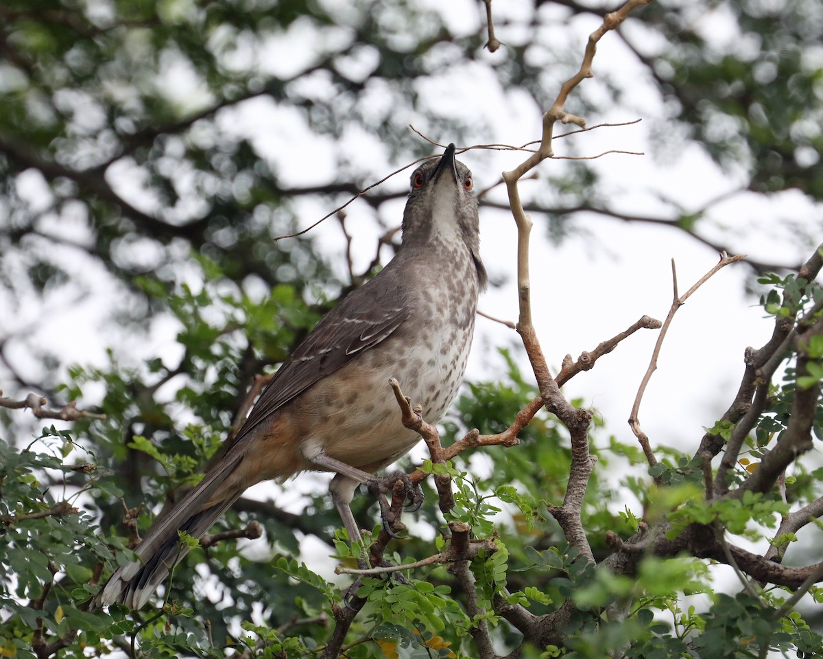 Curve-billed Thrasher - ML639718014