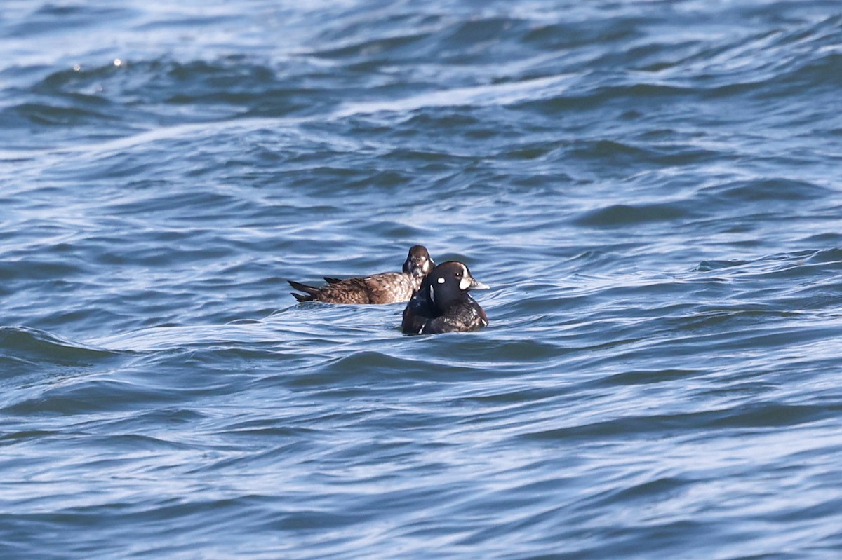Harlequin Duck - ML639718015