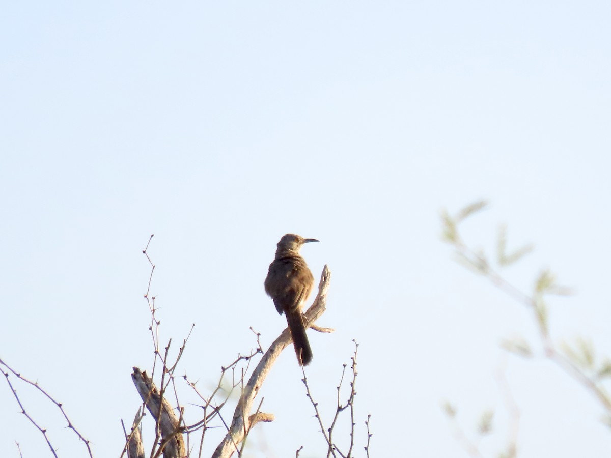 Bendire's Thrasher - ML639718065