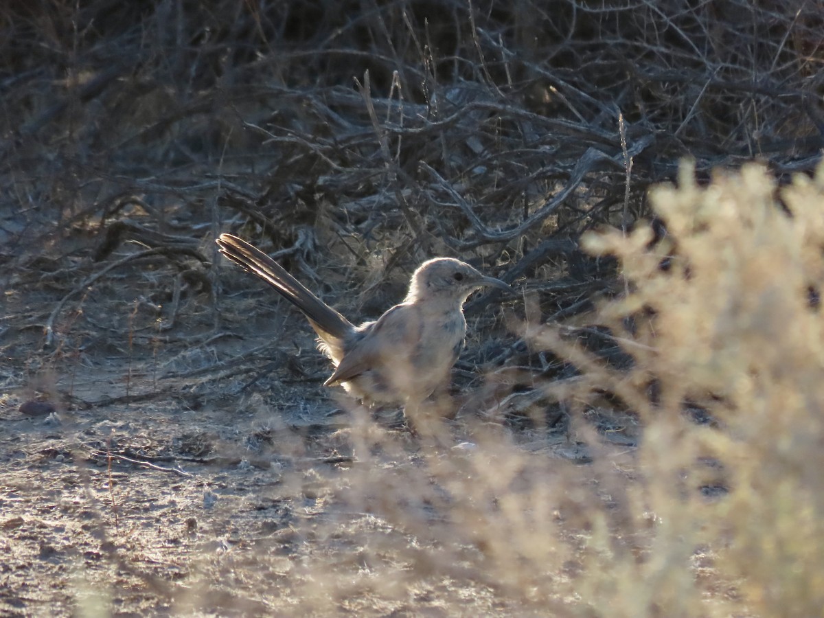 LeConte's Thrasher - ML639718071
