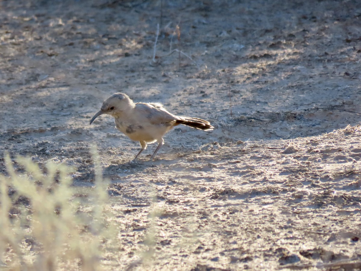 LeConte's Thrasher - ML639718072