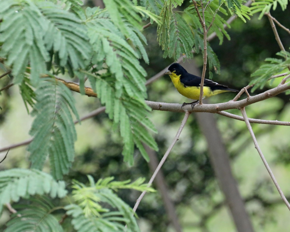 Lesser Goldfinch - ML639718081