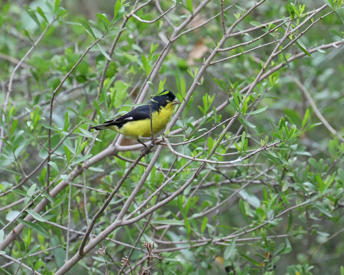 Lesser Goldfinch - ML639718082