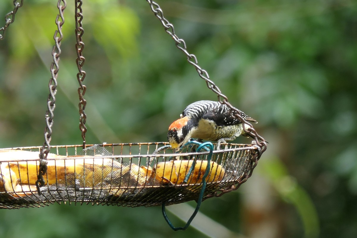 Pic de Pucheran - ML639718093