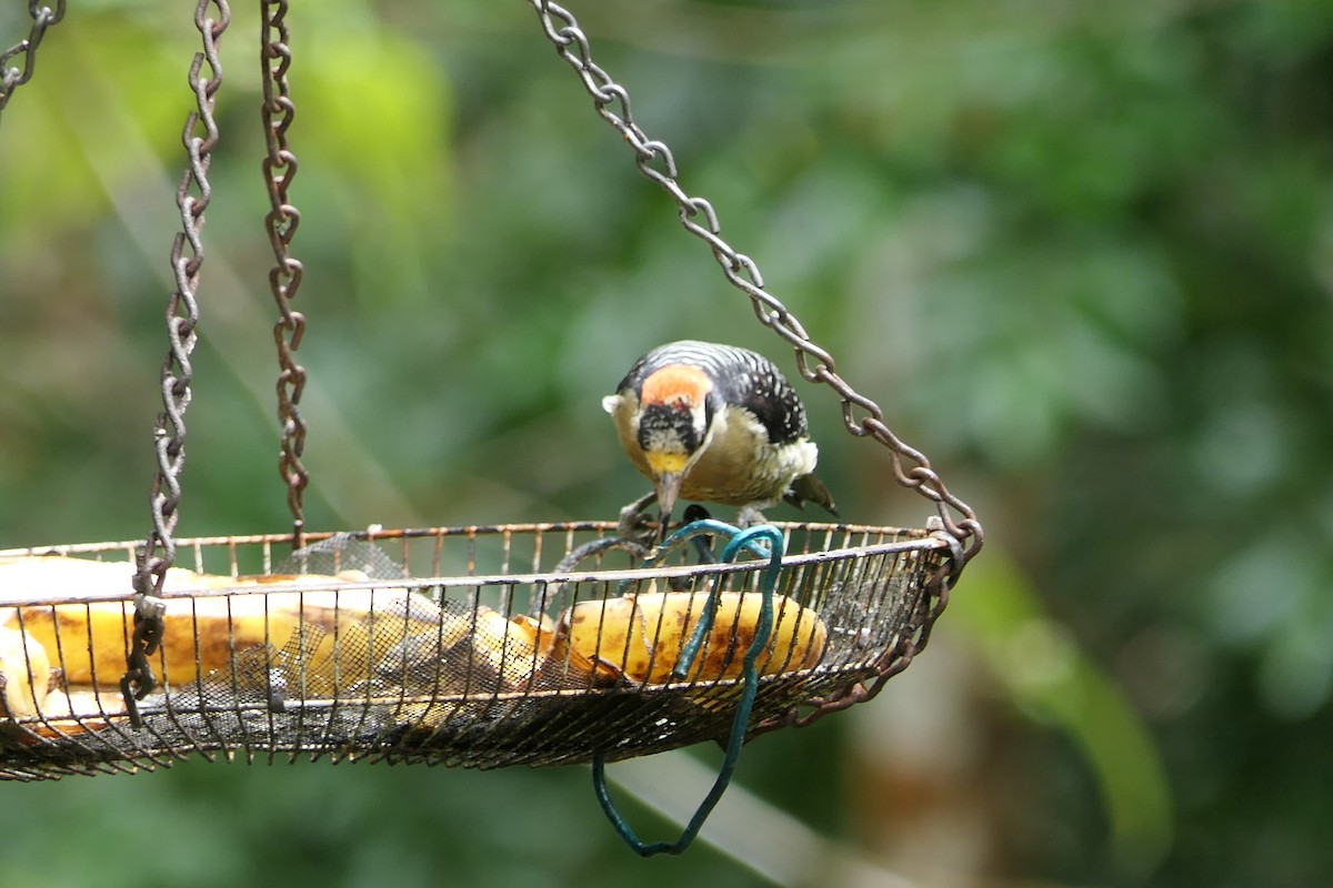 Pic de Pucheran - ML639718094