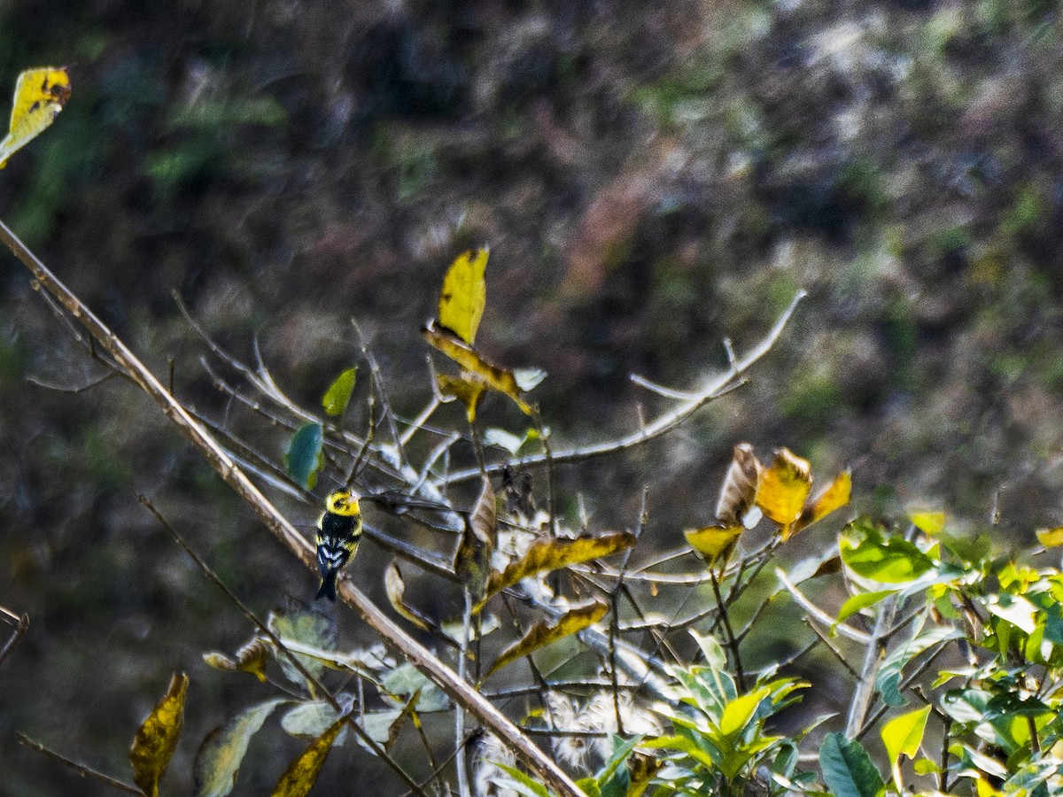 Yellow-breasted Greenfinch - ML639718109