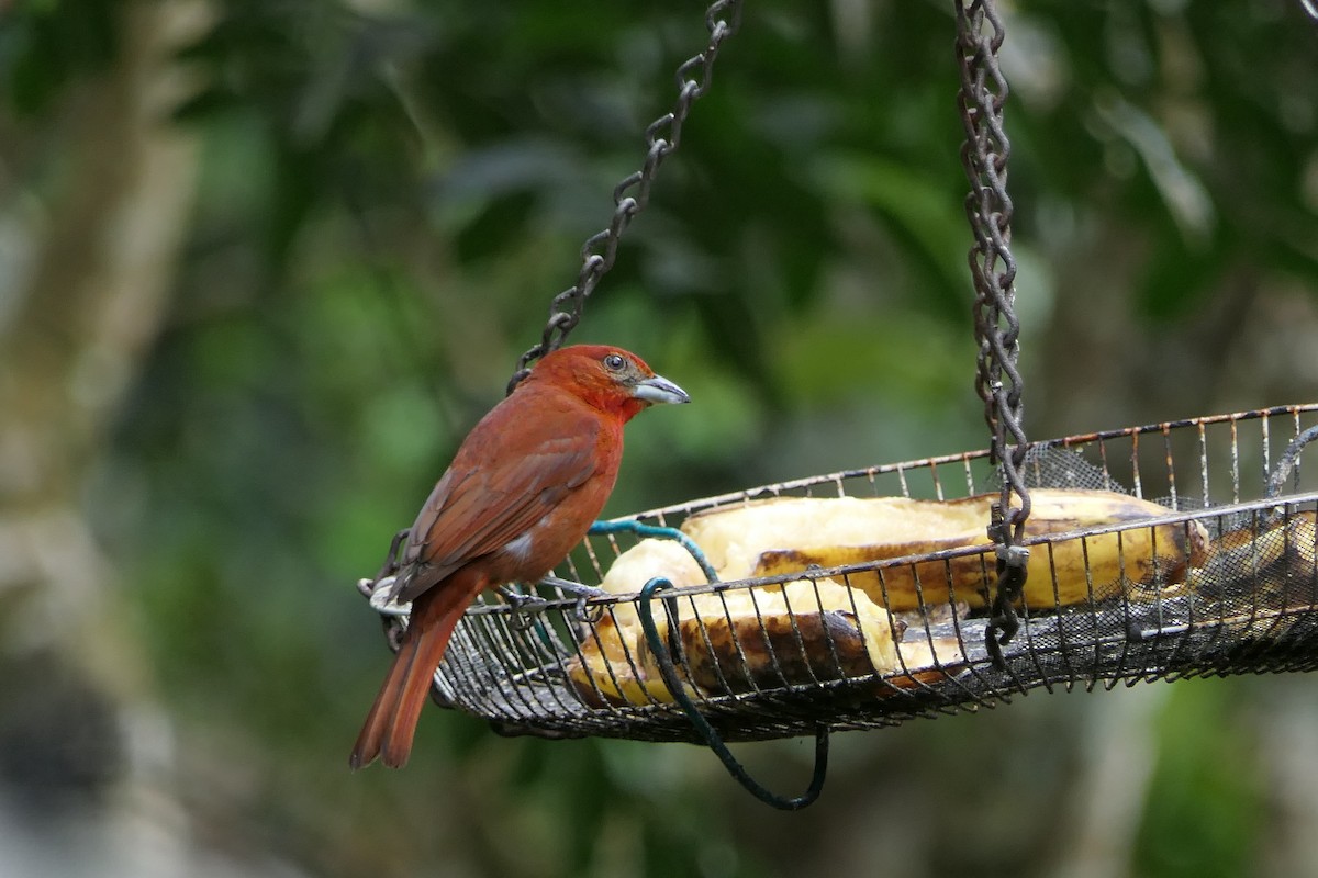 Piranga orangé (groupe lutea) - ML639718160