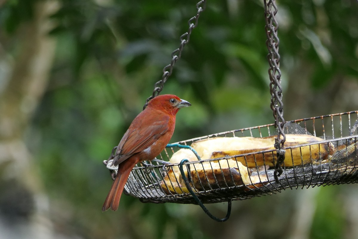 Piranga orangé (groupe lutea) - ML639718161