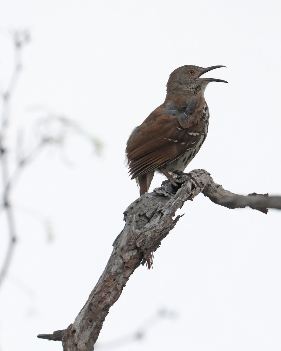 Long-billed Thrasher - ML639718188