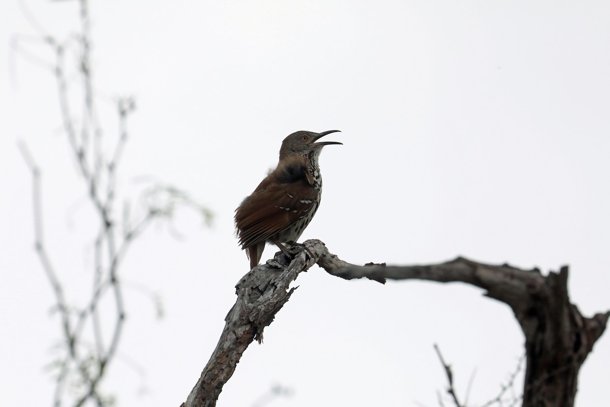 Long-billed Thrasher - ML639718189