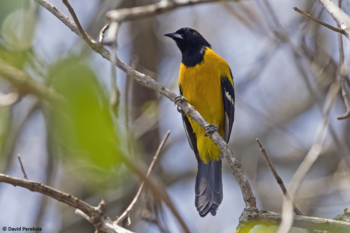 Bar-winged Oriole - ML639718195