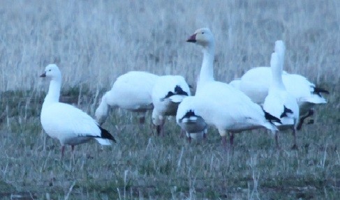 Küçük Kar Kazı - ML639718199