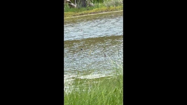 Black-necked Stilt - ML639718252