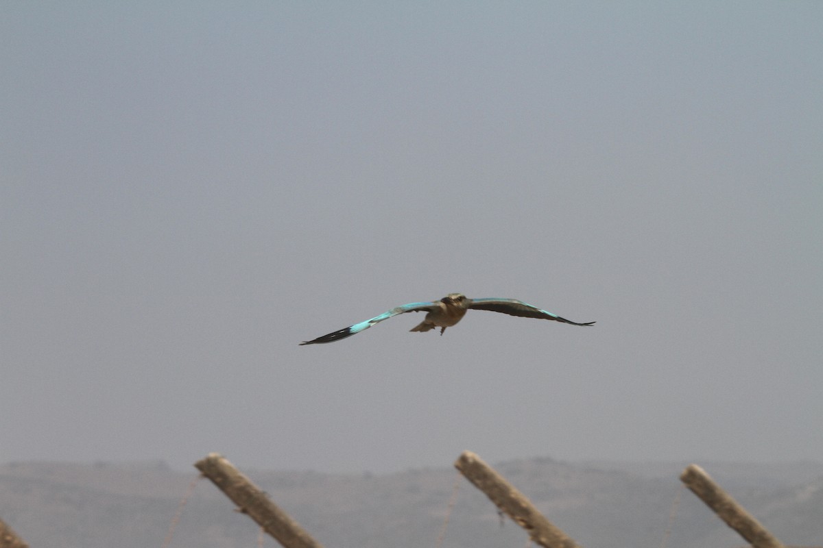 mandelík hajní - ML639718269