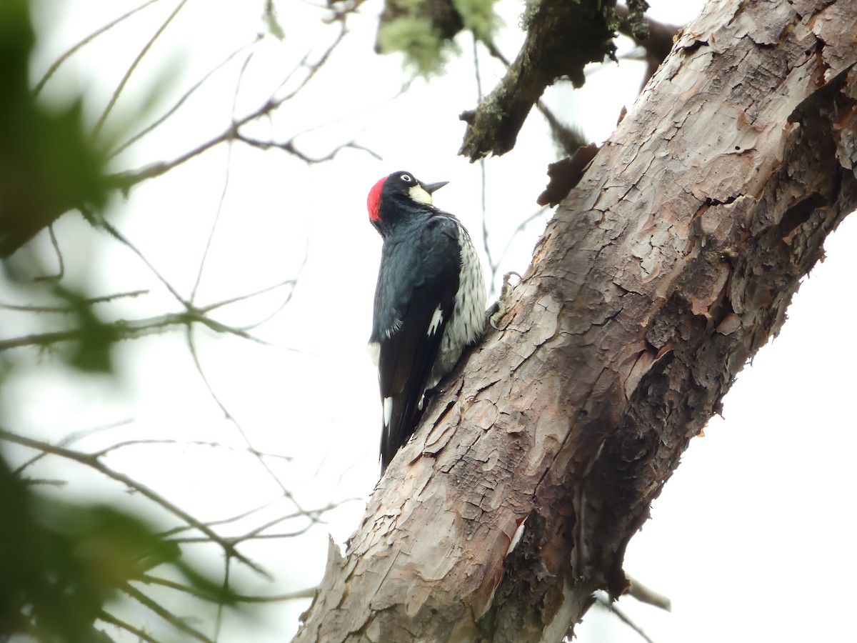Acorn Woodpecker - ML639718298