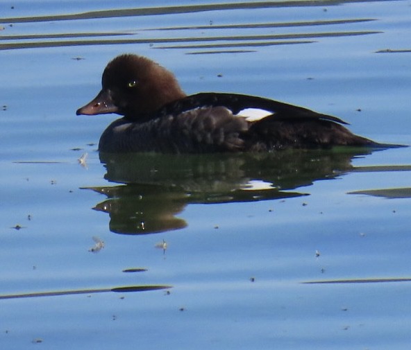 Barrow's Goldeneye - ML639718359