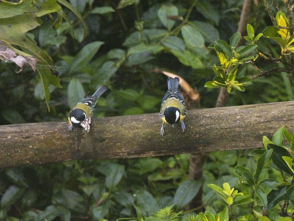 Bergkohlmeise - ML639718469