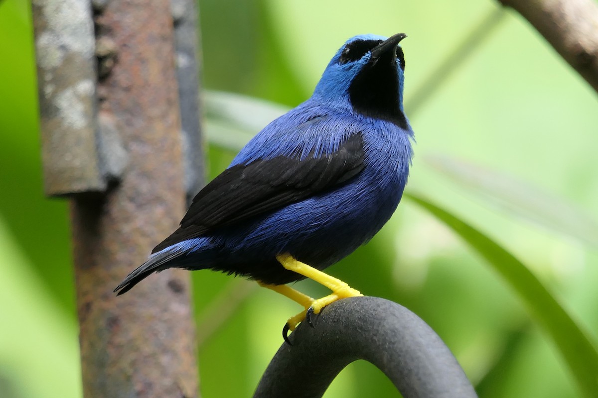 Guit-guit brillant - ML639718480