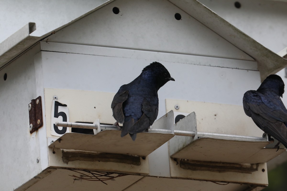 Purple Martin - ML639718487