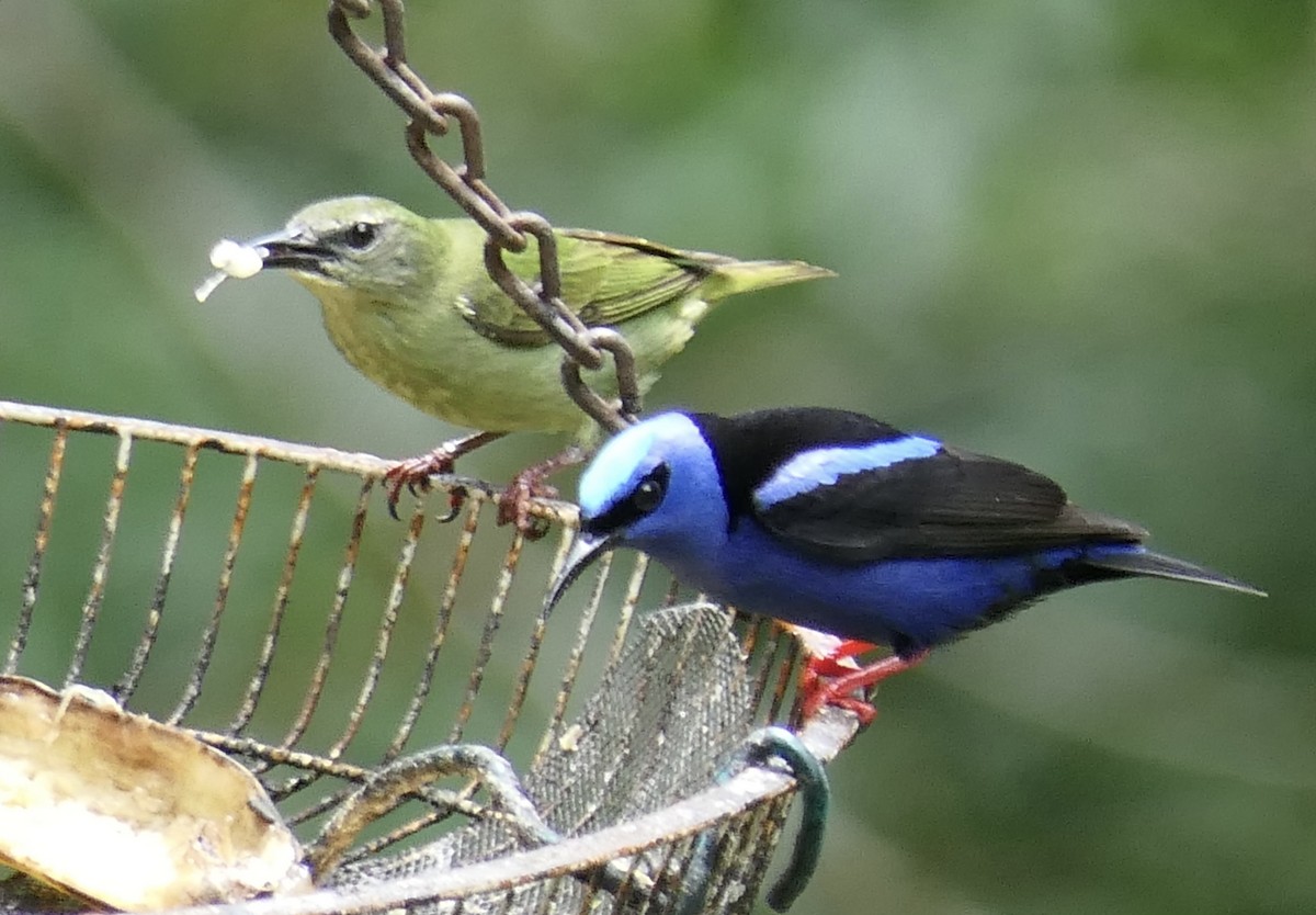 Guit-guit saï - ML639718494