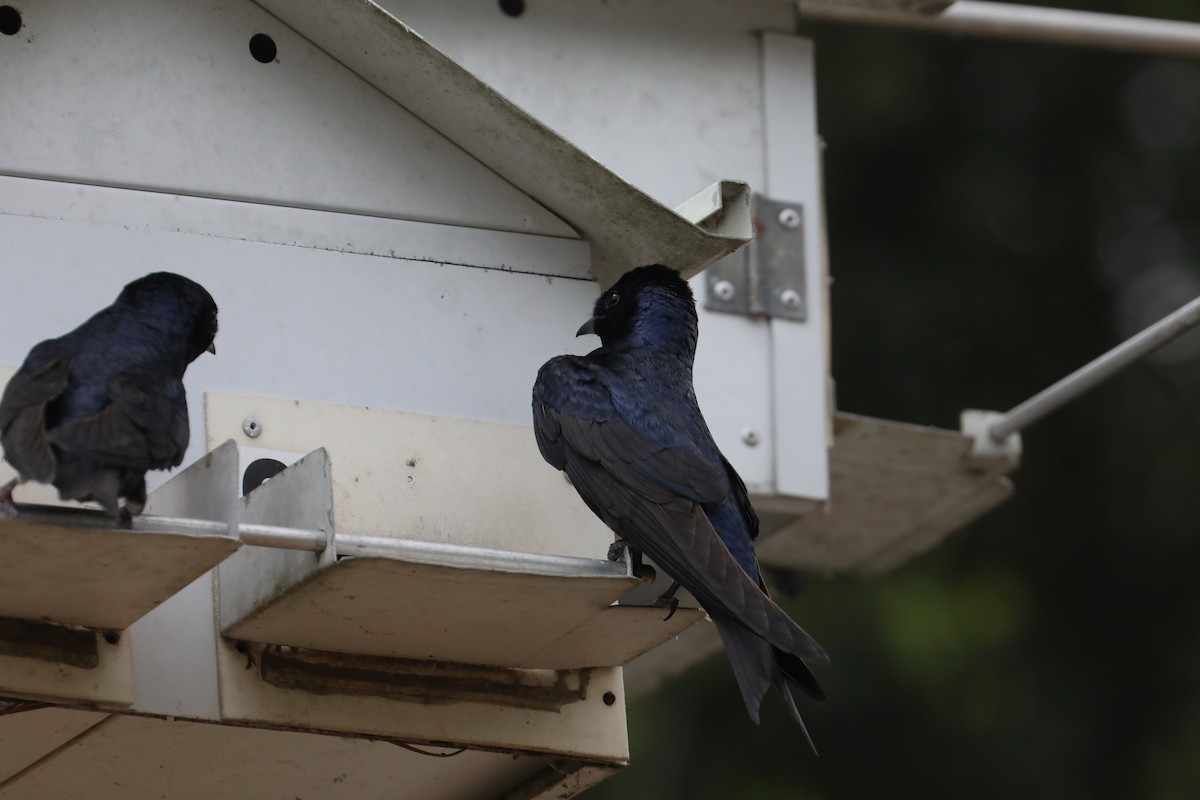 Purple Martin - ML639718514