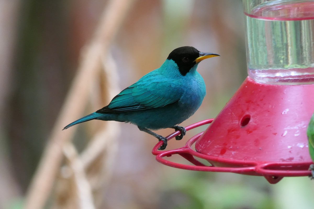 Tangara émeraude - ML639718532