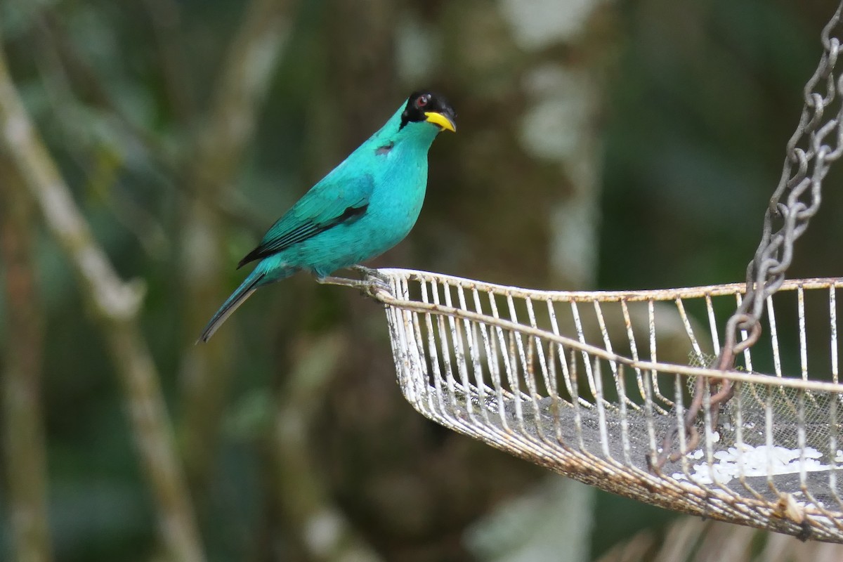 Tangara émeraude - ML639718533