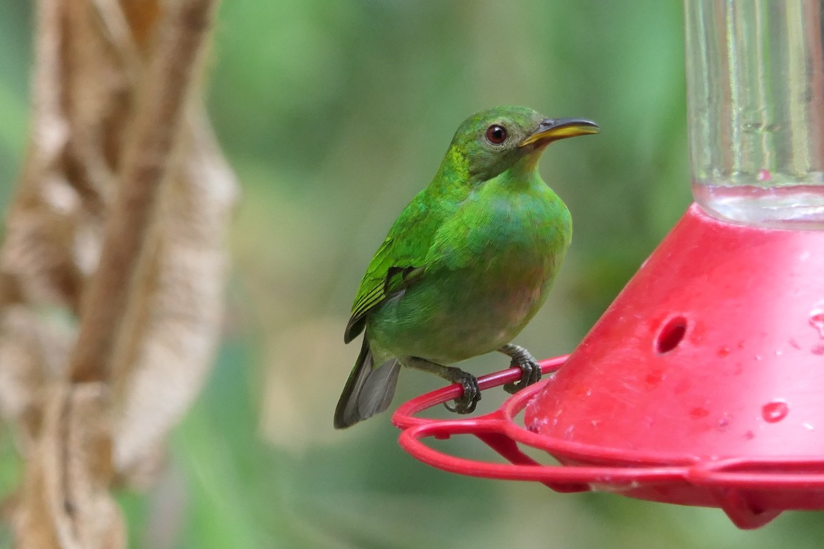 Tangara émeraude - ML639718534