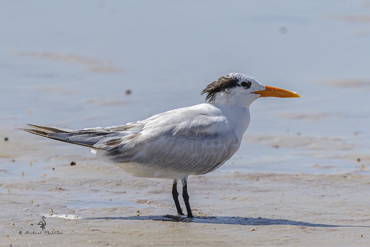 Royal Tern - ML639718549
