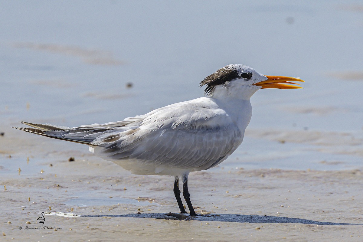 Royal Tern - ML639718550
