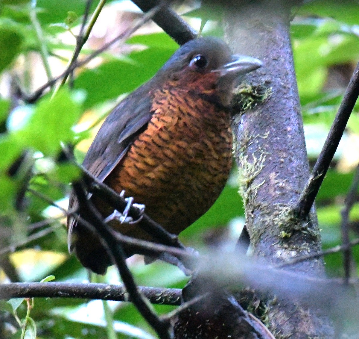Giant Antpitta - ML639718566