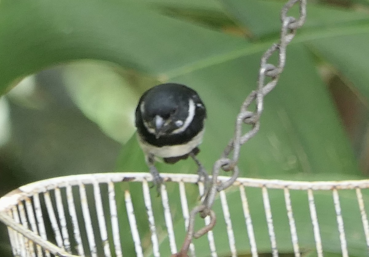 Sporophile variable - ML639718583