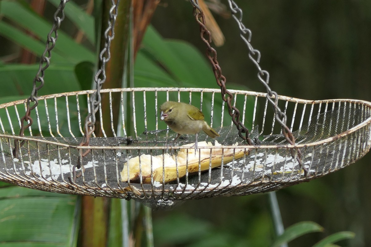 Tiaris grand-chanteur - ML639718613