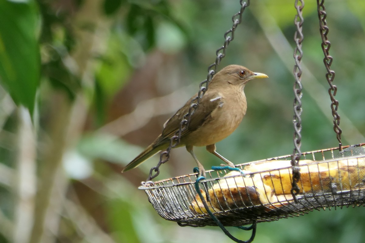 Merle fauve - ML639718637