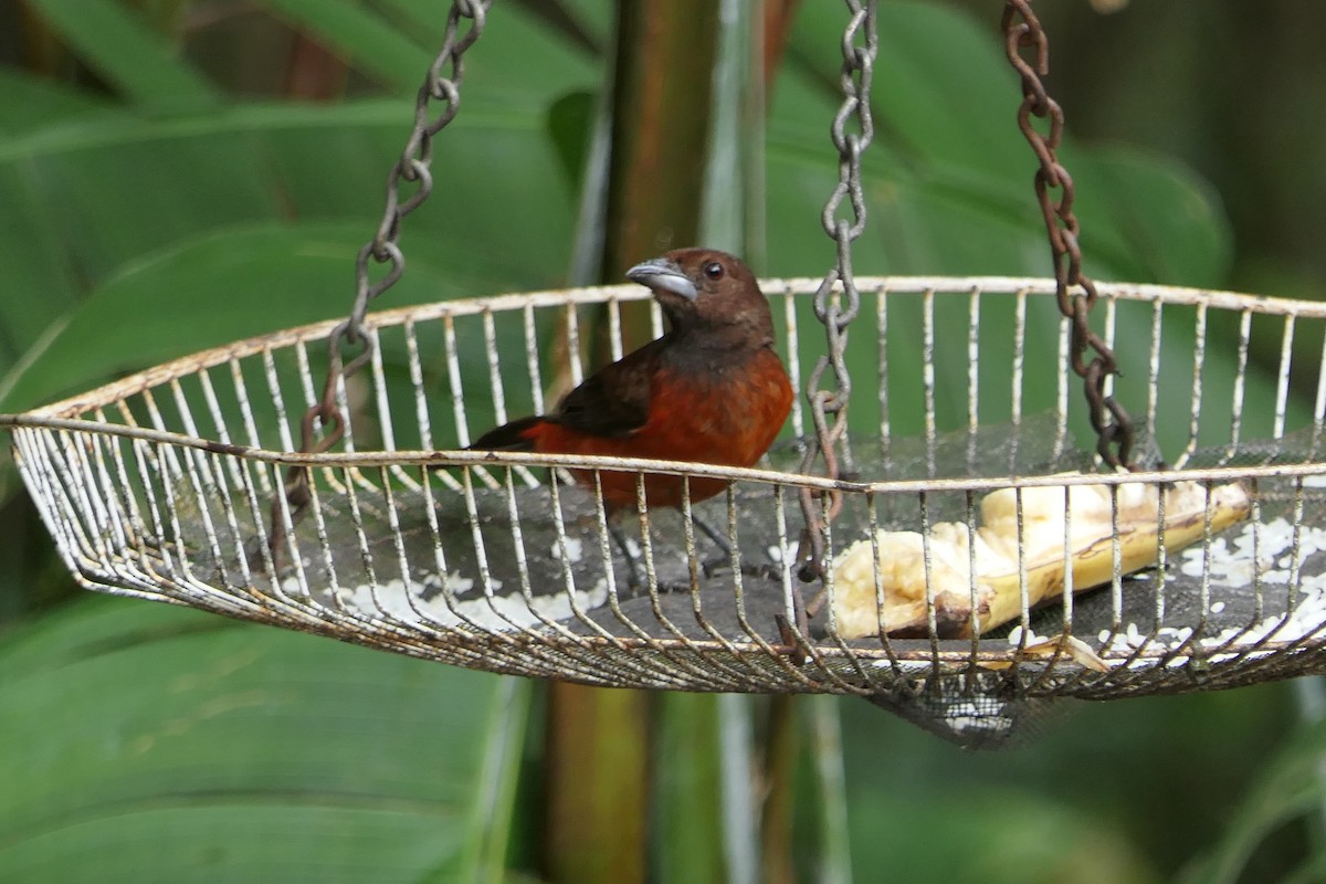 Tangara à dos rouge - ML639718678