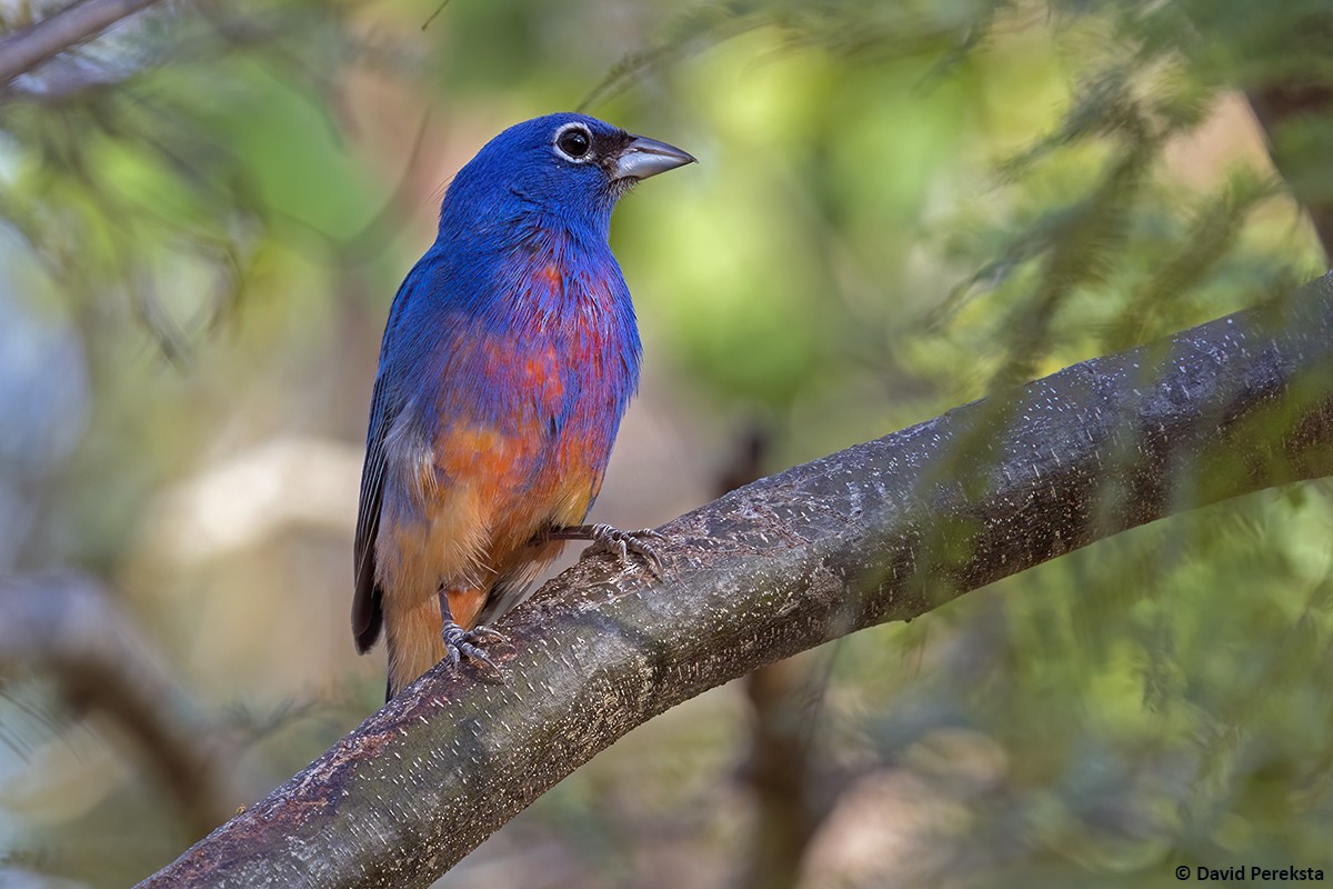 Rose-bellied Bunting - ML639718747