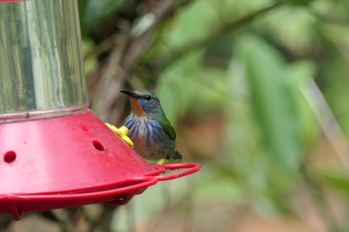 Guit-guit brillant - ML639718792