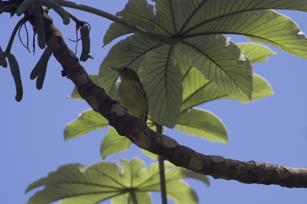 Mangrove Vireo - ML639718922