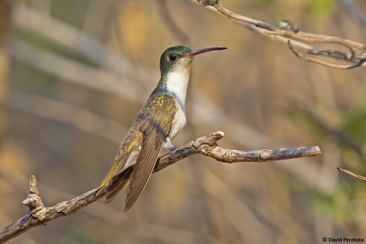 Green-fronted Hummingbird (Green-fronted) - ML639718977