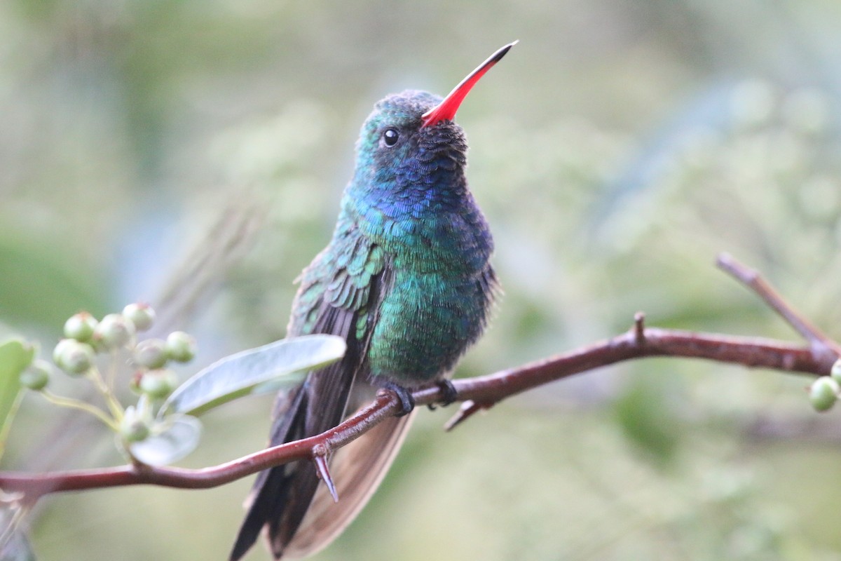 Geniş Gagalı Kolibri - ML639718996