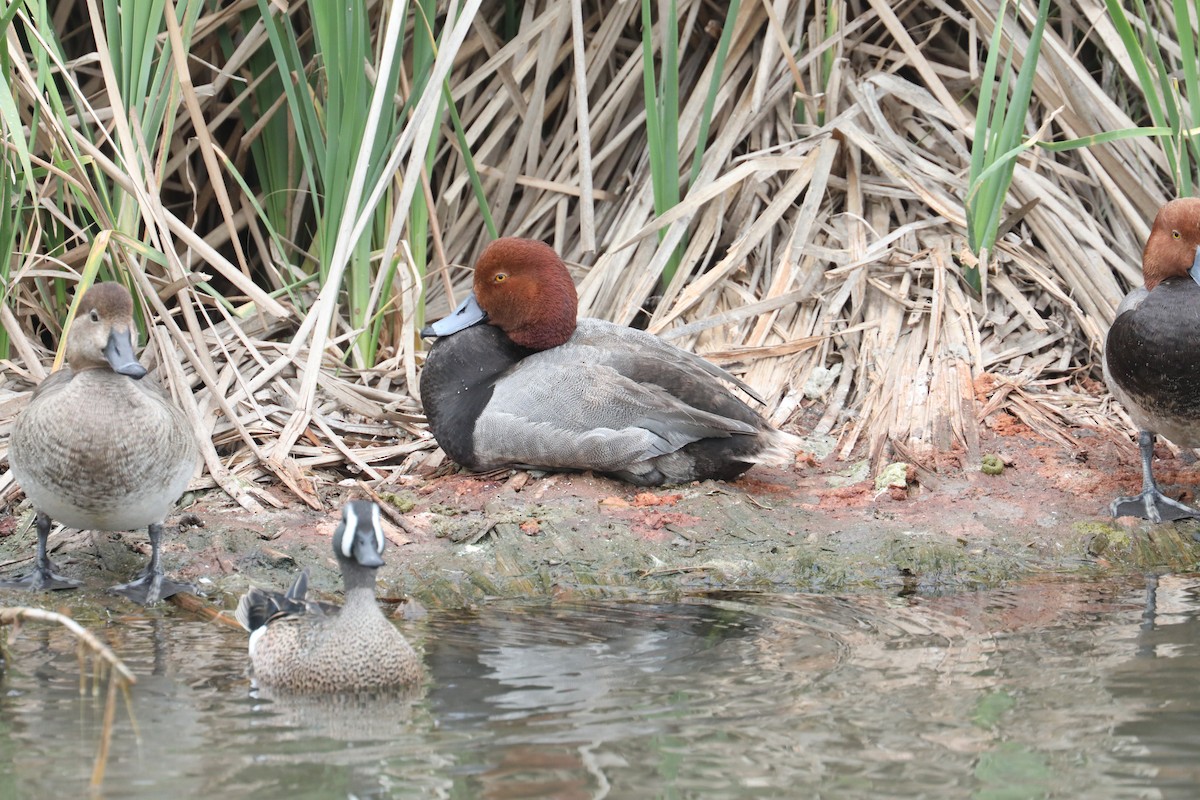 Redhead - ML639719071