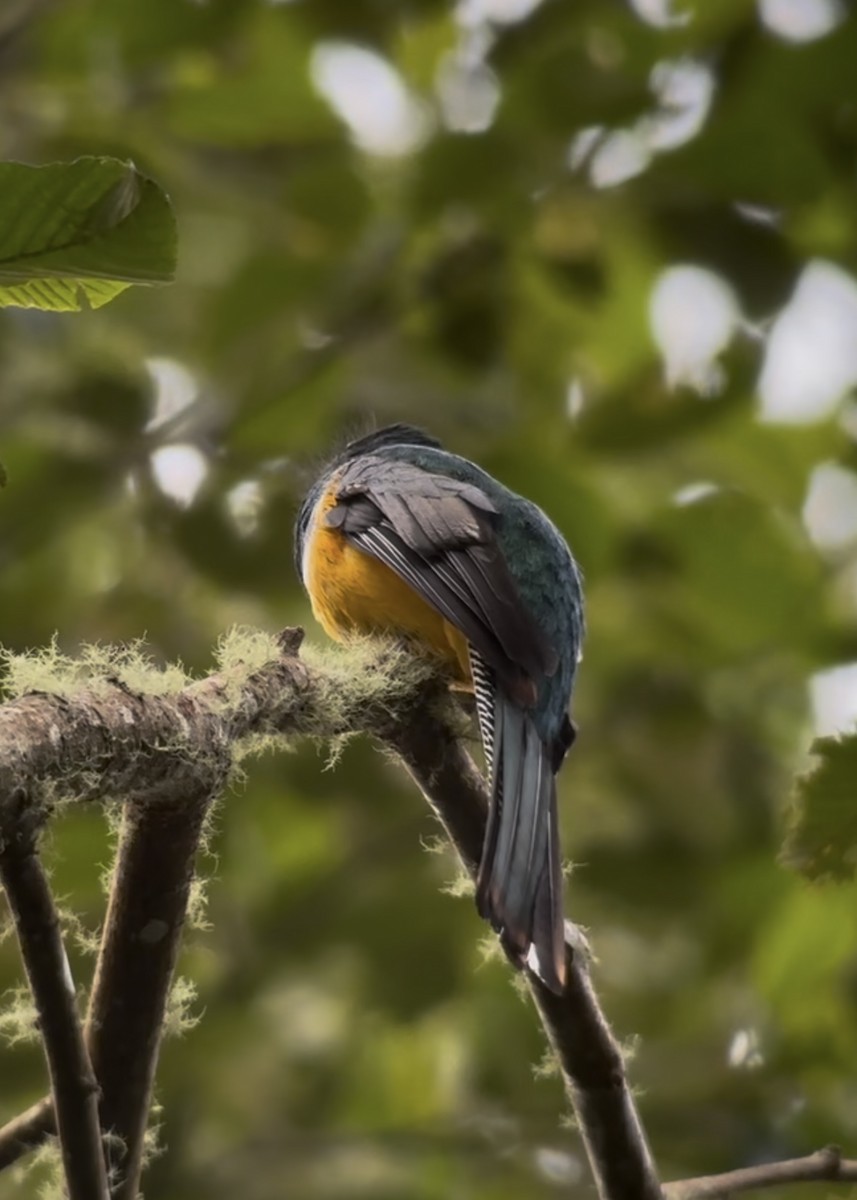 Collared Trogon (Orange-bellied) - ML639719094