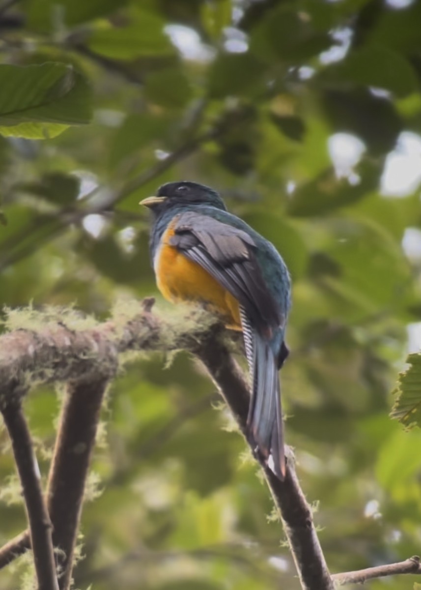 Collared Trogon (Orange-bellied) - ML639719095