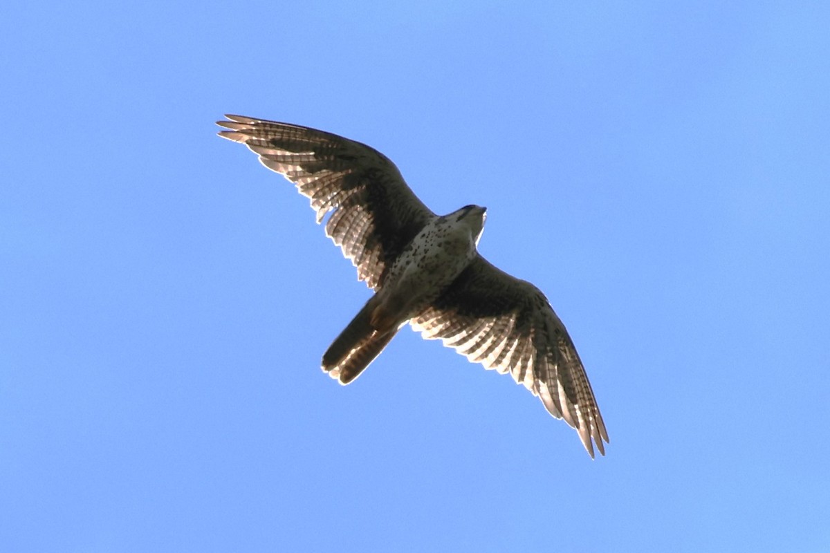 Prairie Falcon - ML639719113