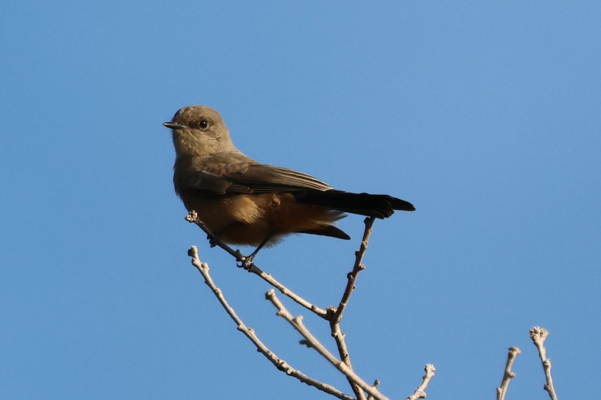 Say's Phoebe - ML639719121